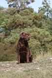 LABRADOR 077